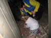 carnaval2011054_small.jpg