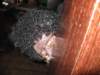 carnaval2011186_small.jpg
