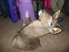 dsc04482_small.jpg